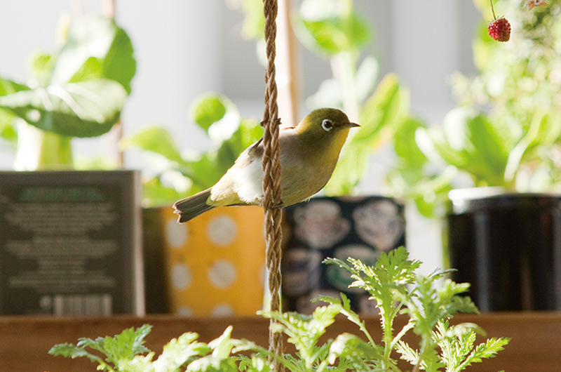 画像: 朝の目覚めは鳥たちのさえずりで。写真は夫の田中 淳さんが撮影したメジロ。春先はチョウも訪れる