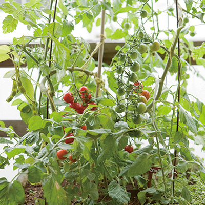 画像: 夏はこのプランターにトマトが植えられていた