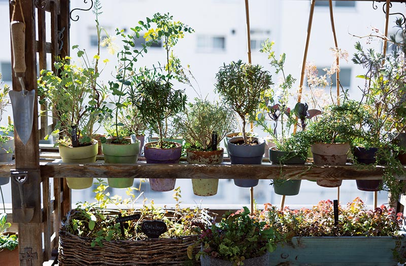 画像: 目線の高さに合わせ、植木鉢をずらりと