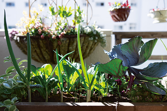 画像: 大きく育ったたなか家の“リボベジ”。「水につけて根を出してから土に植えると、よりしっかり育ちます」