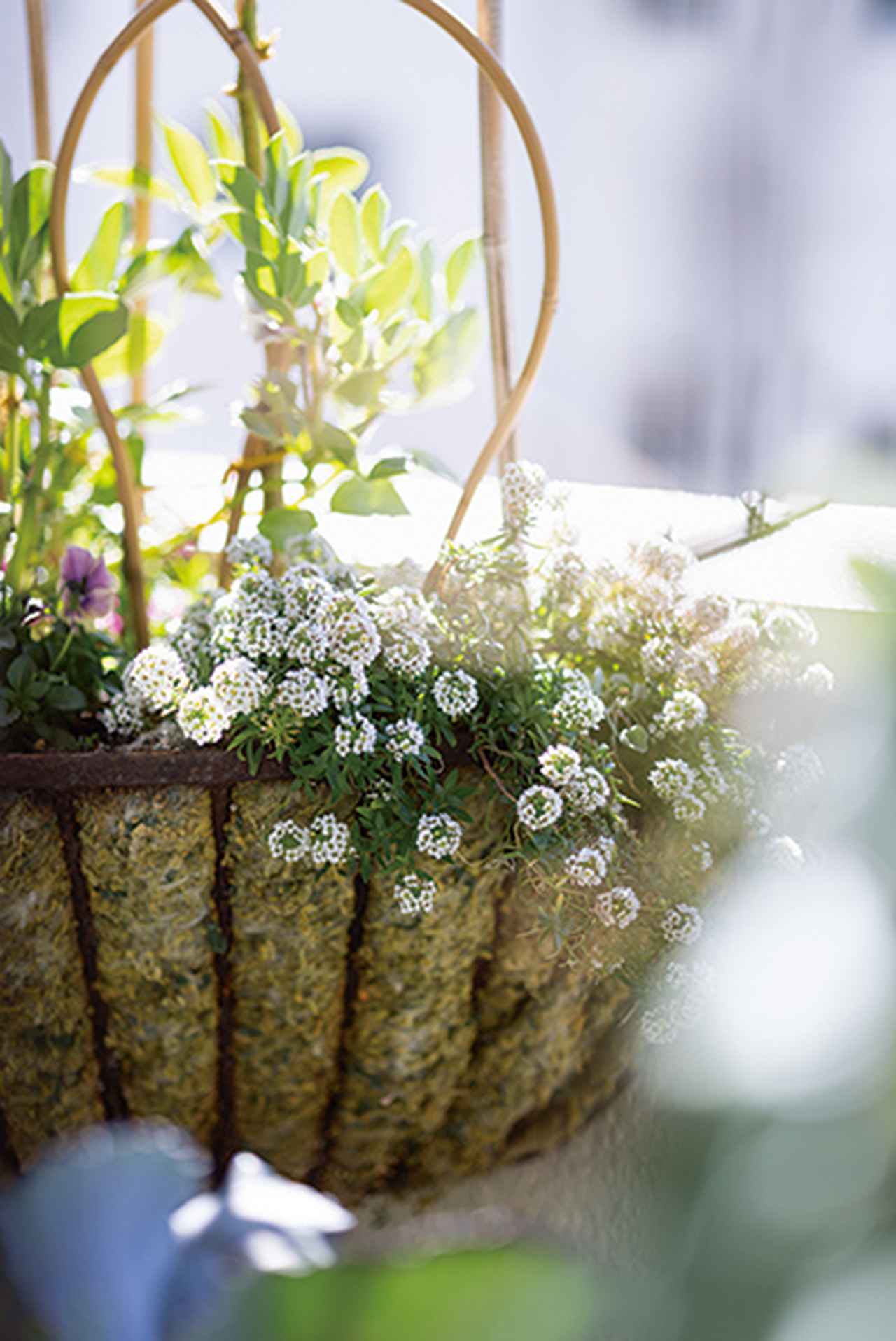 画像: 高いところから吊るすことによって日光がよく当たり、植物の美しさがより引き立つそう