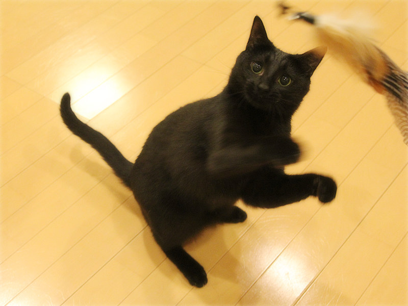 画像: 新しいおもちゃに熱くなる「サチ」