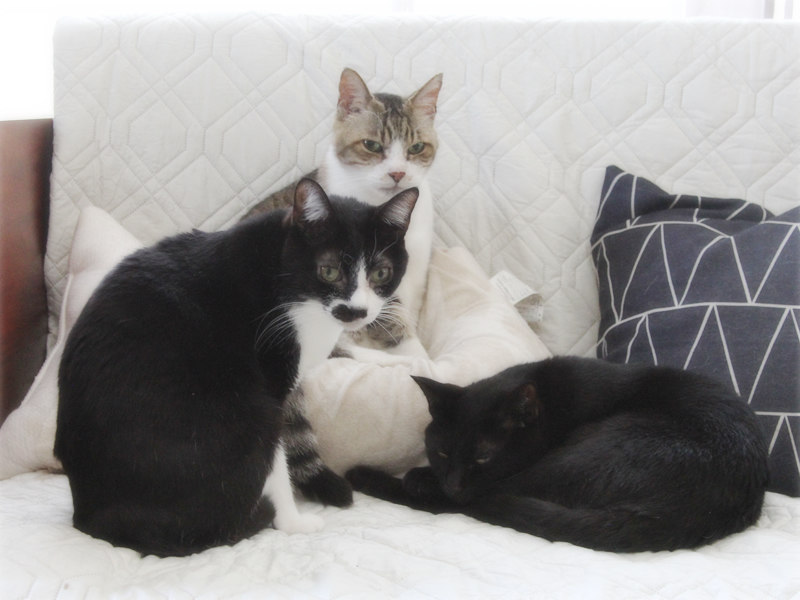 画像: 春になると、床暖房からソファに移動する猫兄弟