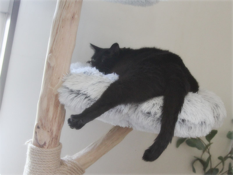 画像: 猫はいつでもマイペース