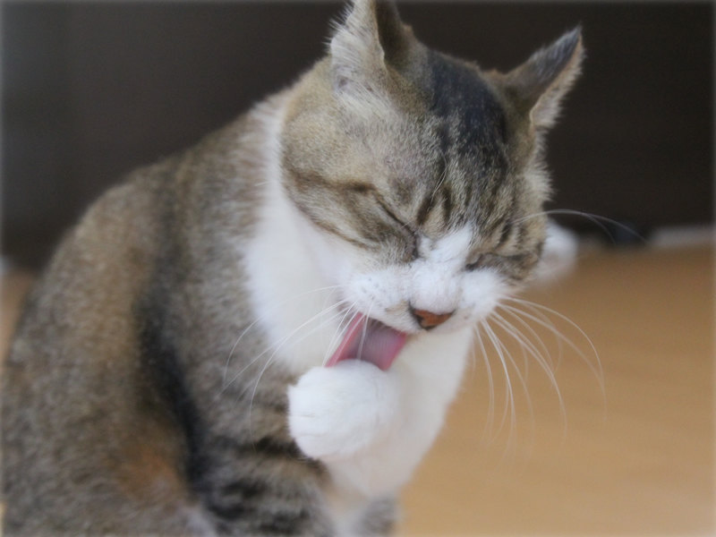 画像: ちゅーるをもらって大満足の「でかお」