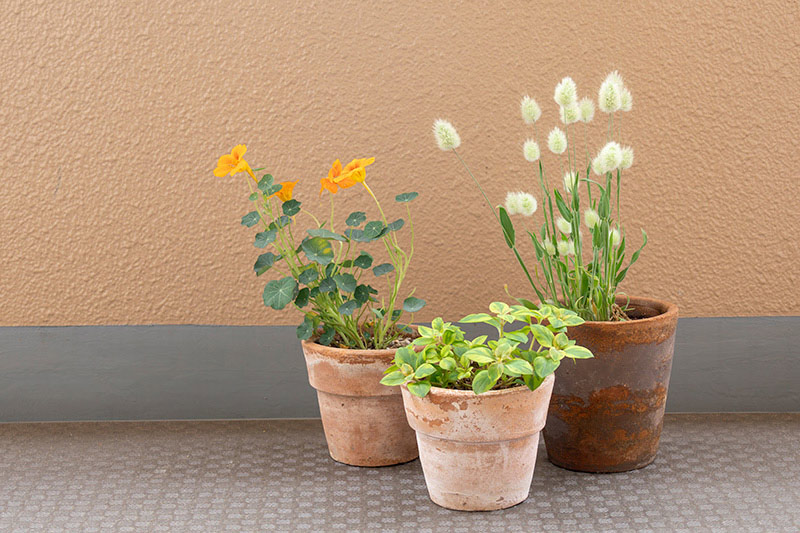 画像: 左からナスタチューム、リシマキア リッシー、ラグラス。いくつか並べるだけで、植物同士がそっと関わり合うように見えて、愛らしい