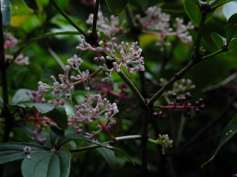 画像: ピンクの花が麗しい「台湾野牡丹藤 Medinilla formosana HAYATA」