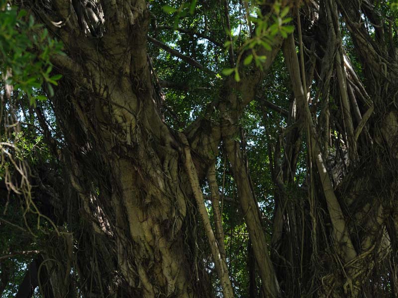 画像: ガジュマル。緑が濃い台湾の熱帯植物