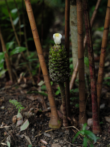 画像: 熱帯ならではのショウガ科植物