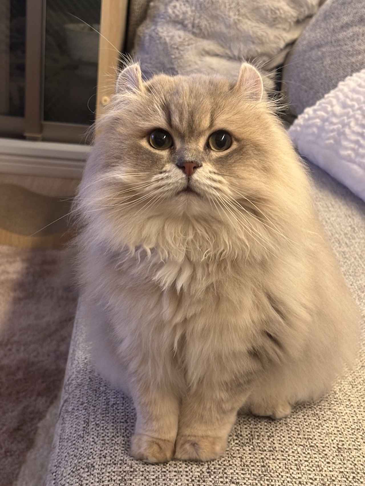 画像: 暗くなってくる時間は、猫の顔がぐっと幼く見える。 “キュルキュルした目”を撮影してみましょう