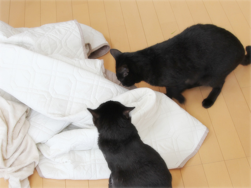 画像: さあ、散らかすぞ!の気合い十分