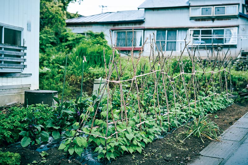 画像: ミサオさんが育てている野菜。支柱を立てているのがささげ。畑の肥料はコンポストに生ごみを入れて発酵させたものを使っている