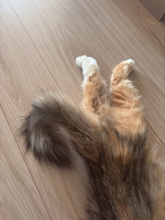 画像: 林さんちの愛猫・モモちゃんの、びゅんびゅん動くしっぽ。そんな動きのある瞬間も、「Live Photos」ならお気に入りのひとコマを選んで、写真として保存ができます。