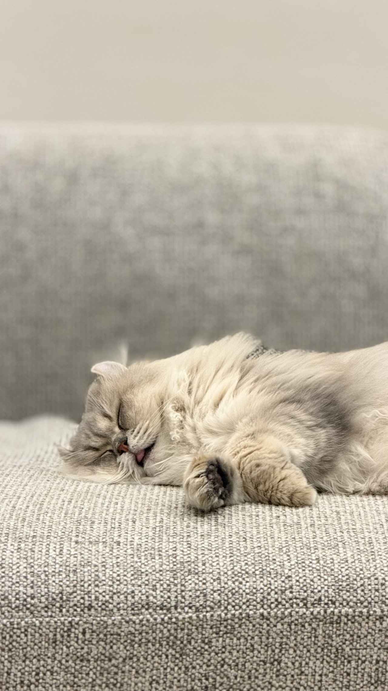 画像: 舌を出して無防備に眠っている、林さんちの愛猫・ギンちゃん。「ポートレートモード」で撮影すると、はっきり浮き立つような仕上がりに