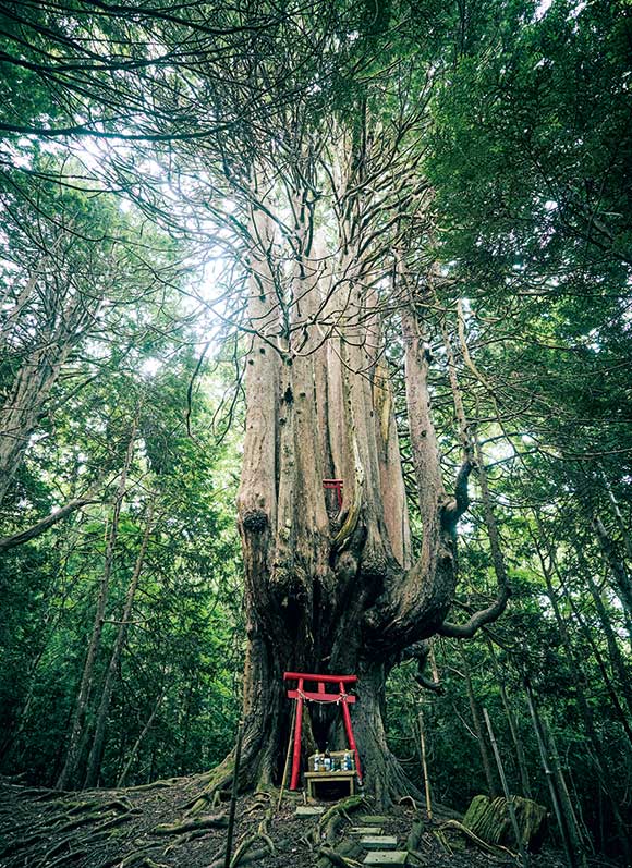 画像: 「十二本ヤス」と呼ばれている樹齢800年以上とされる青森ヒバ。神木として人々からあがめられている。幹回り約8m、高さ約34m。幹から12本の枝が分岐し、天に向かって伸びていく。「新日本名木100選」にも選定