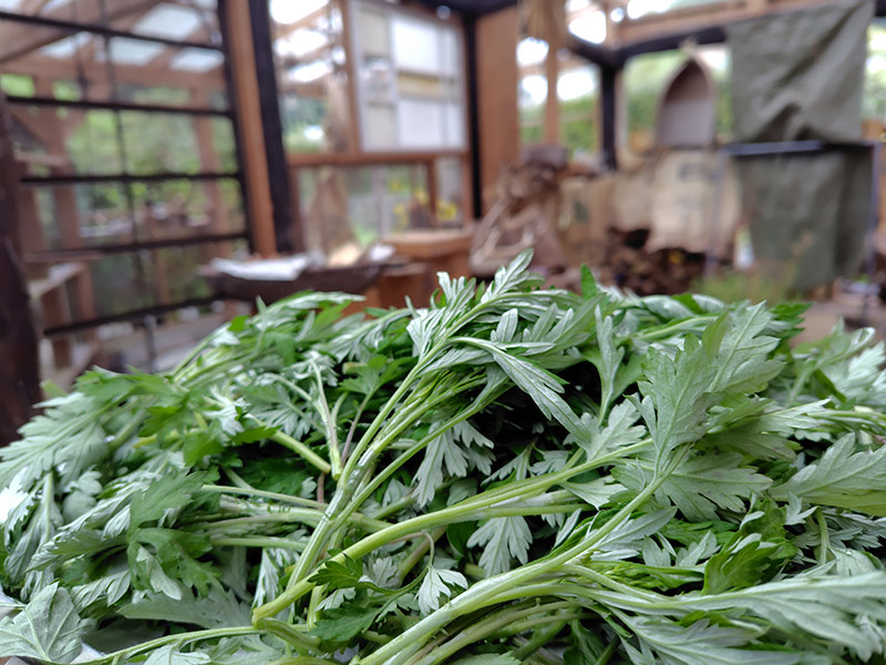 画像1: 産山村はハーブティーの素材の宝庫