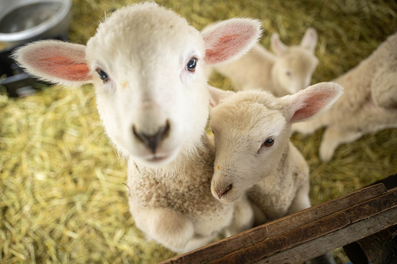 画像5: 春に仔羊が生まれました