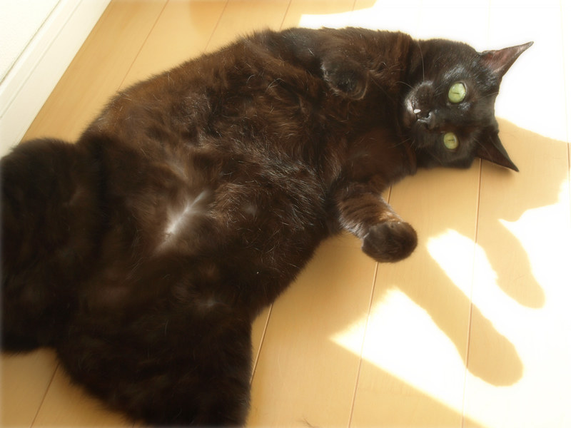 画像: 元祖おでぶ、猫エイズと白血病の「あい」