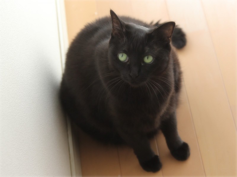 画像: SNSで「マルッキー」と呼ばれたぽっちゃりの「ヨナ」