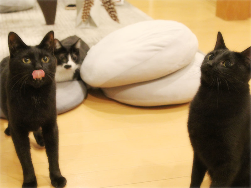 画像: サチの号令でみんな集まってきます