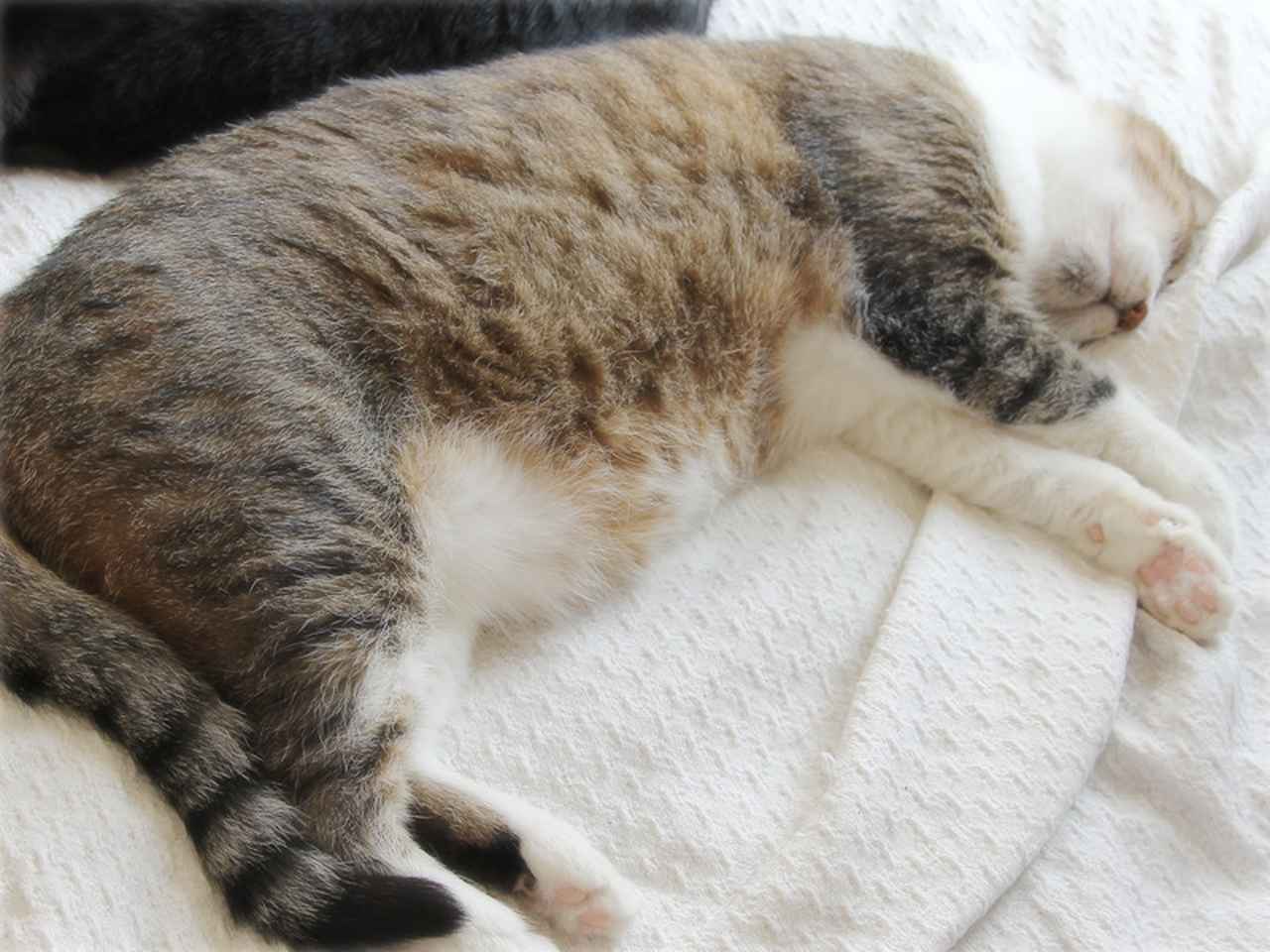 画像: 幸せが詰まった「でかお」のフカフカのおなか