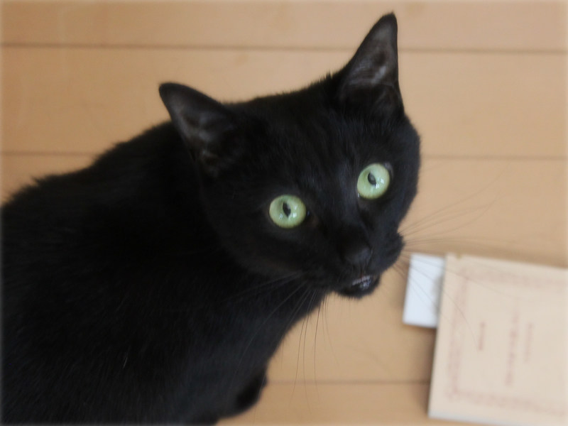 画像: こちらが「サチ」。高音の美声の持ち主