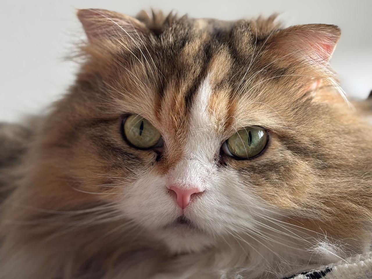 画像: 3つのアングルを使いこなして愛猫の“ひと味違う表情”を撮影してみよう