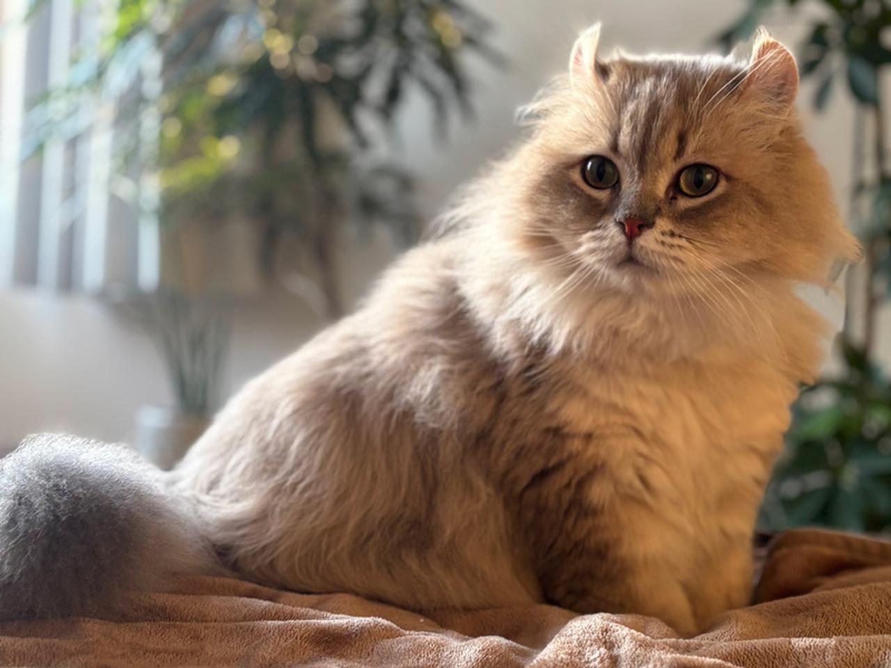 画像: 昼と夕方で変わる愛猫の“ツン顔と甘え顔”を撮影してみよう