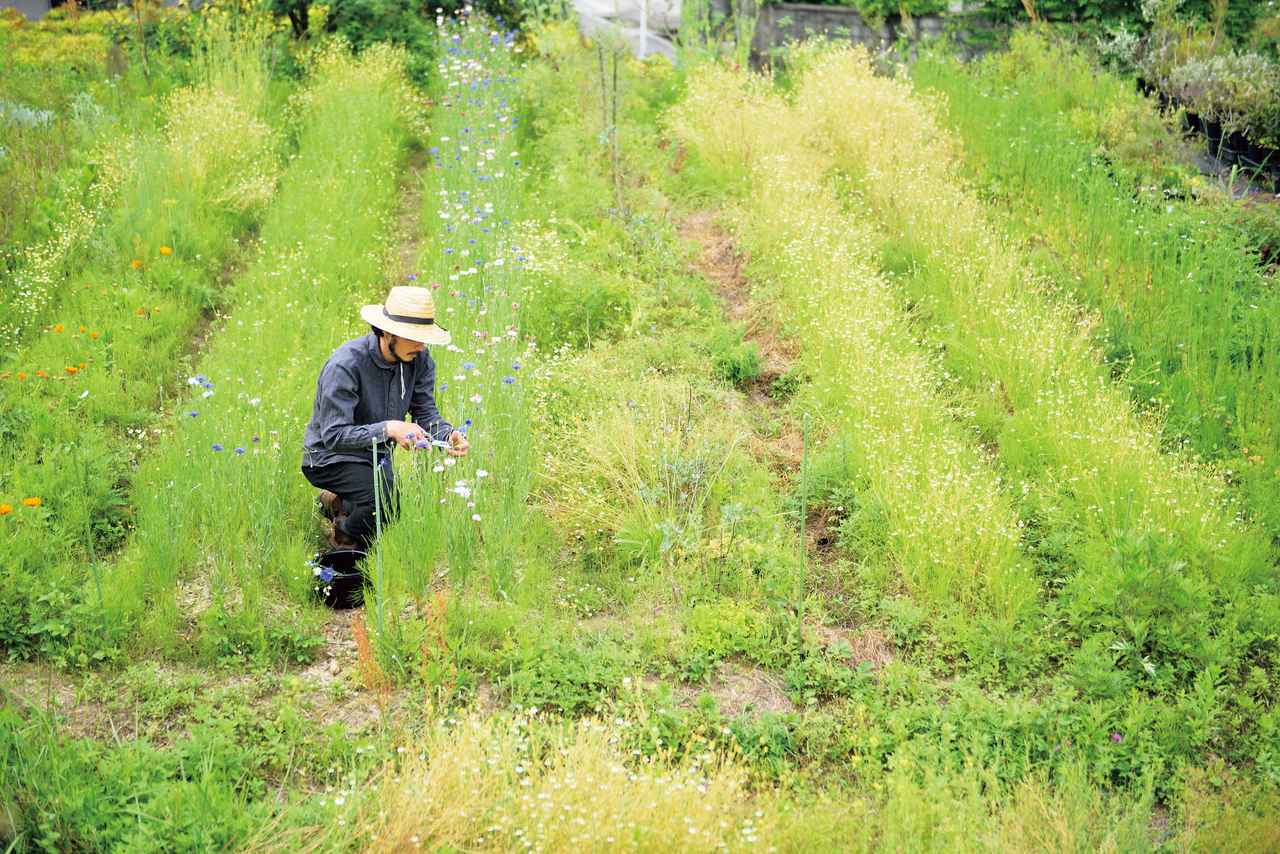 画像: 高知のハーブ専門農家・まるふく農園 家族をつなぐ、ハーブの輪(前編) - 天然生活web