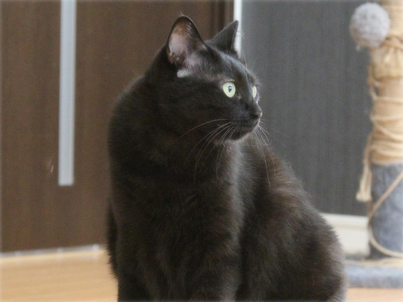 画像: オペラ歌手は体型もばっちり