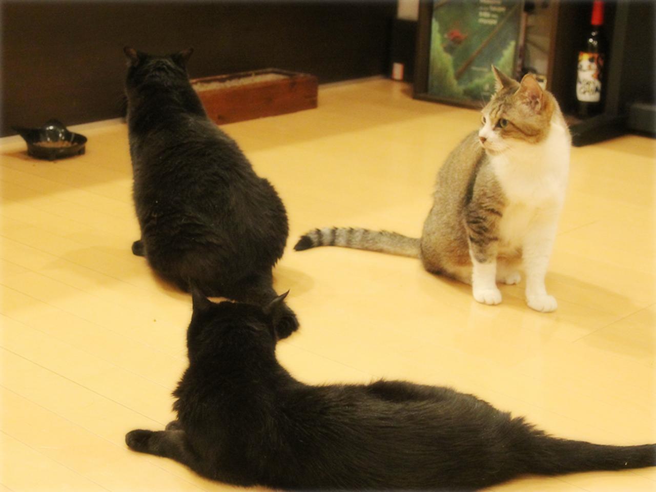 画像: まだ入ってるのに、新しいのを待つ......