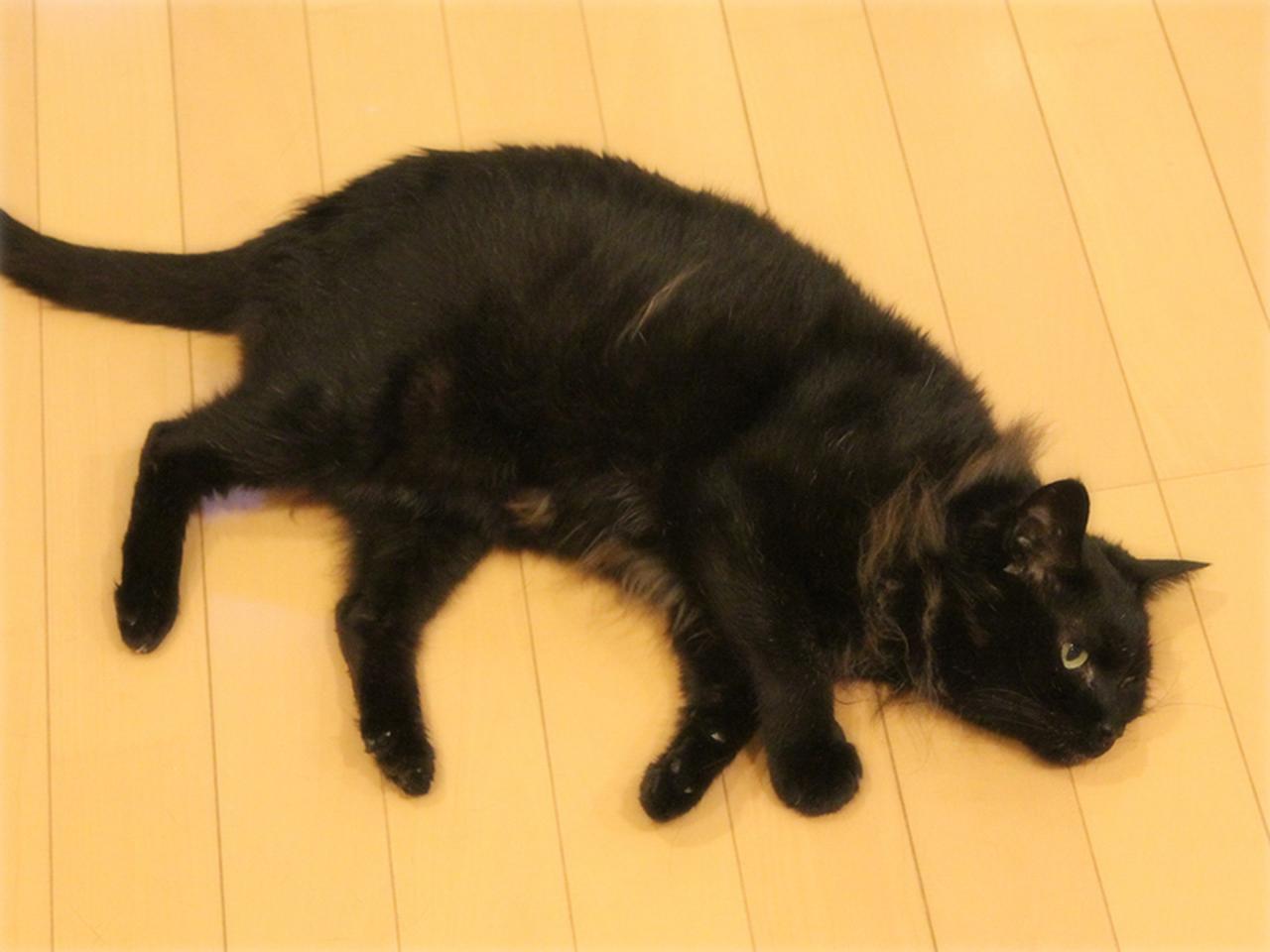 画像: 長毛の血が入っているのか、暑そうな、ちみ〜