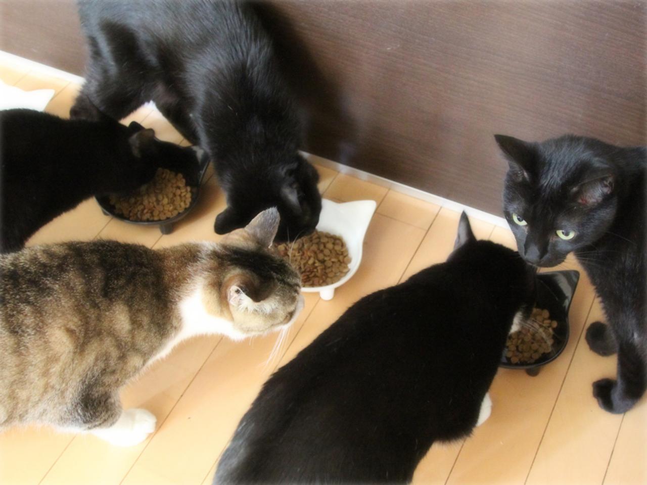 画像: 新しいごはんを補充すると、みんなまっしぐら
