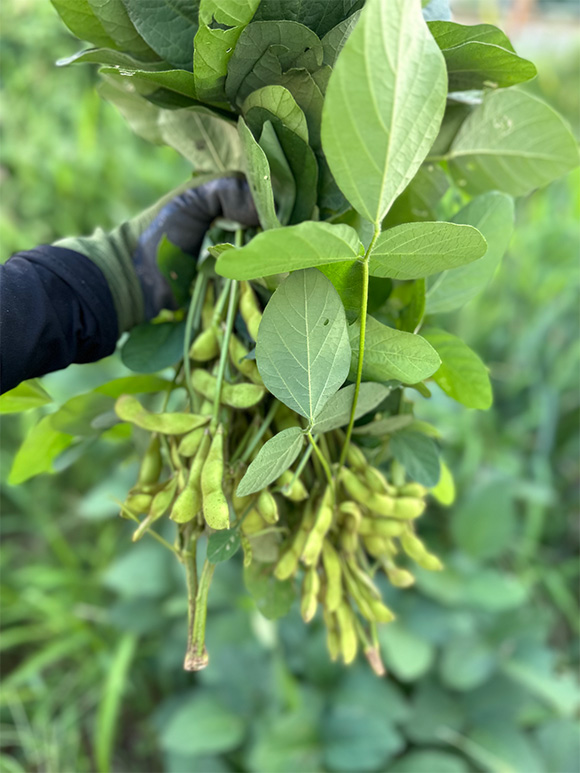 画像: 採れたてがおいしい枝豆は家庭菜園ならでは