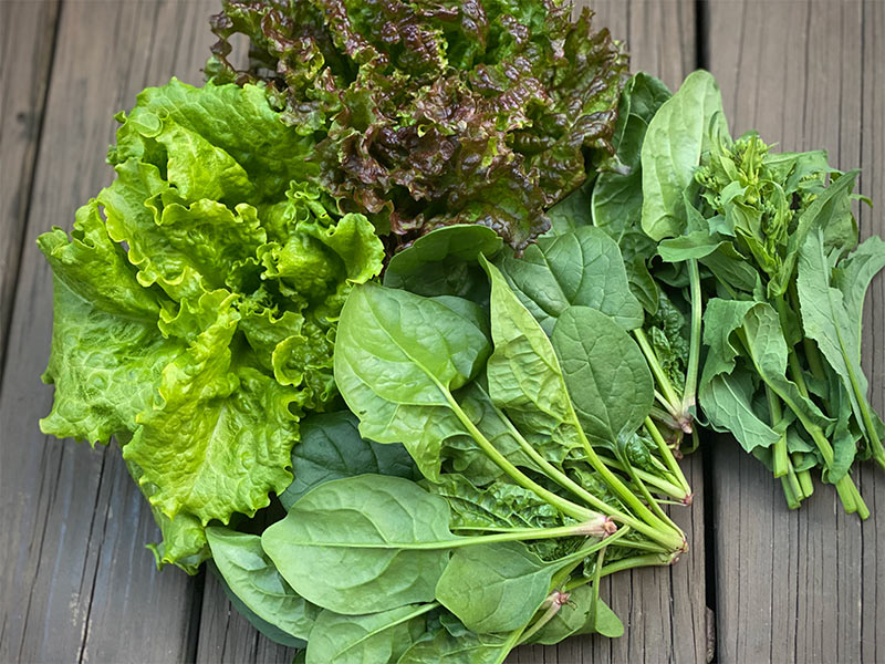 画像: レタスなどの葉菜類も少量ずつ育てると便利