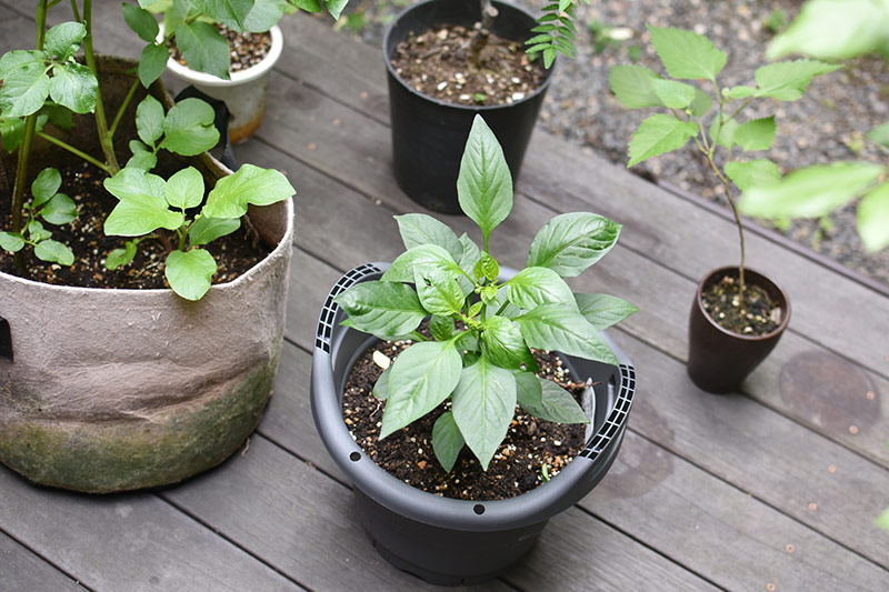 画像: ウッドデッキの一画が小さな菜園に。いつの間にか、植物の成長をチェックするのが息子の日課となりました
