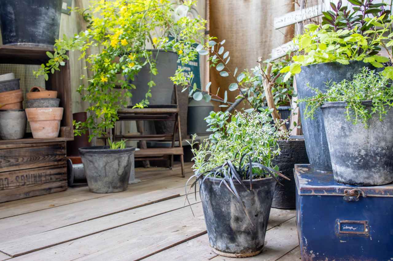 画像: 木の床に鉢を並べると、植物や雑貨が自然になじみ、ベランダ全体がひとつの小さな景色に見えてきます