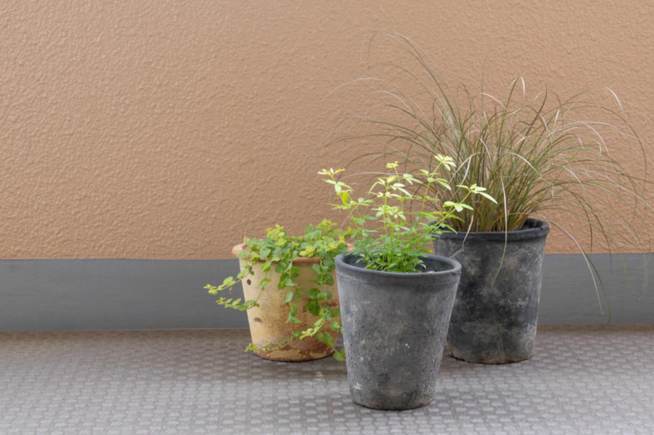 画像: 左から、リシマキア、プリムローズジャスミン、カレックス。植物を置くことで、足元の景色にも目が向くようになりました