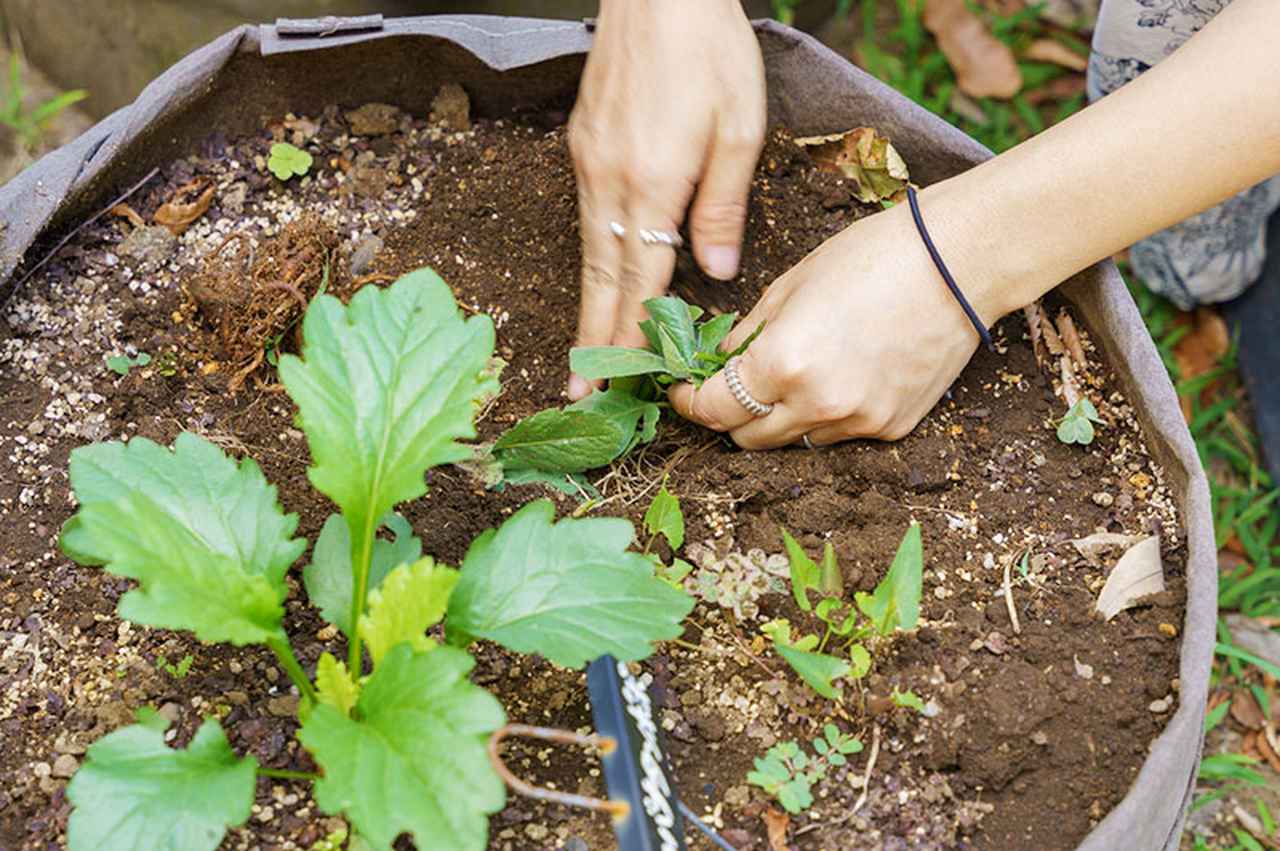 画像: 前田さんが公園で見つけた雑草を、プランターに植え付けていく渡辺さん。「雑草は強いですから、根づくとたくさん増えますよ」