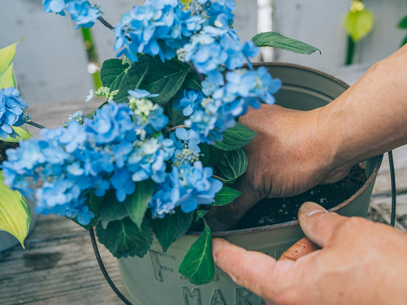 画像7: 寄せ植えのつくり方
