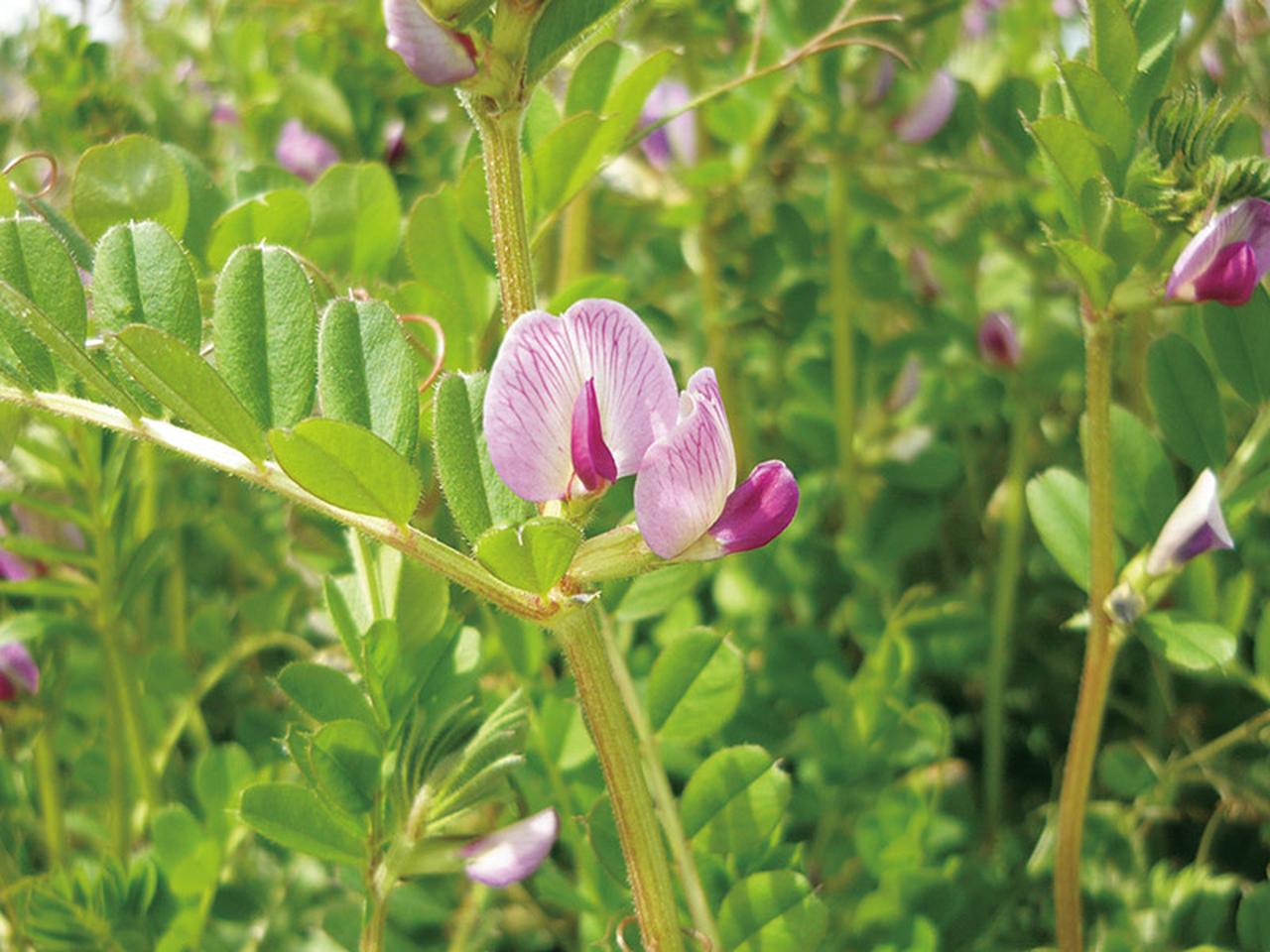 画像: 雑草料理研究家に聞く、おいしい雑草「カラスノエンドウ」の食べ方。絹さやのように卵とじ、天ぷら、混ぜご飯に