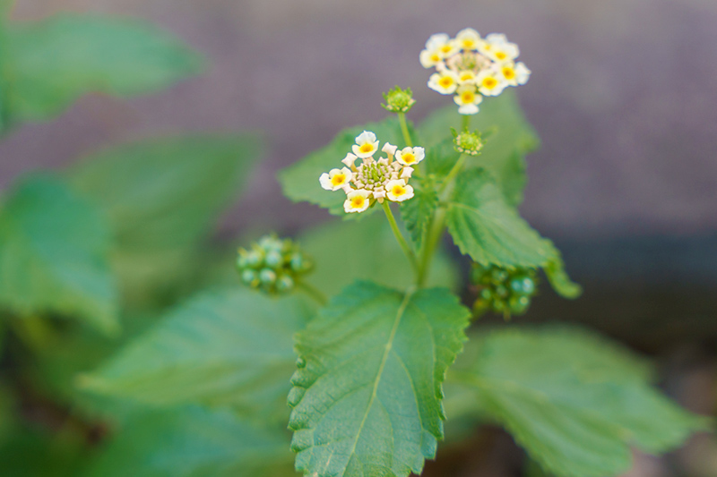 画像: 小さなきれいな花を咲かせるランタナ。公園内に自生していた