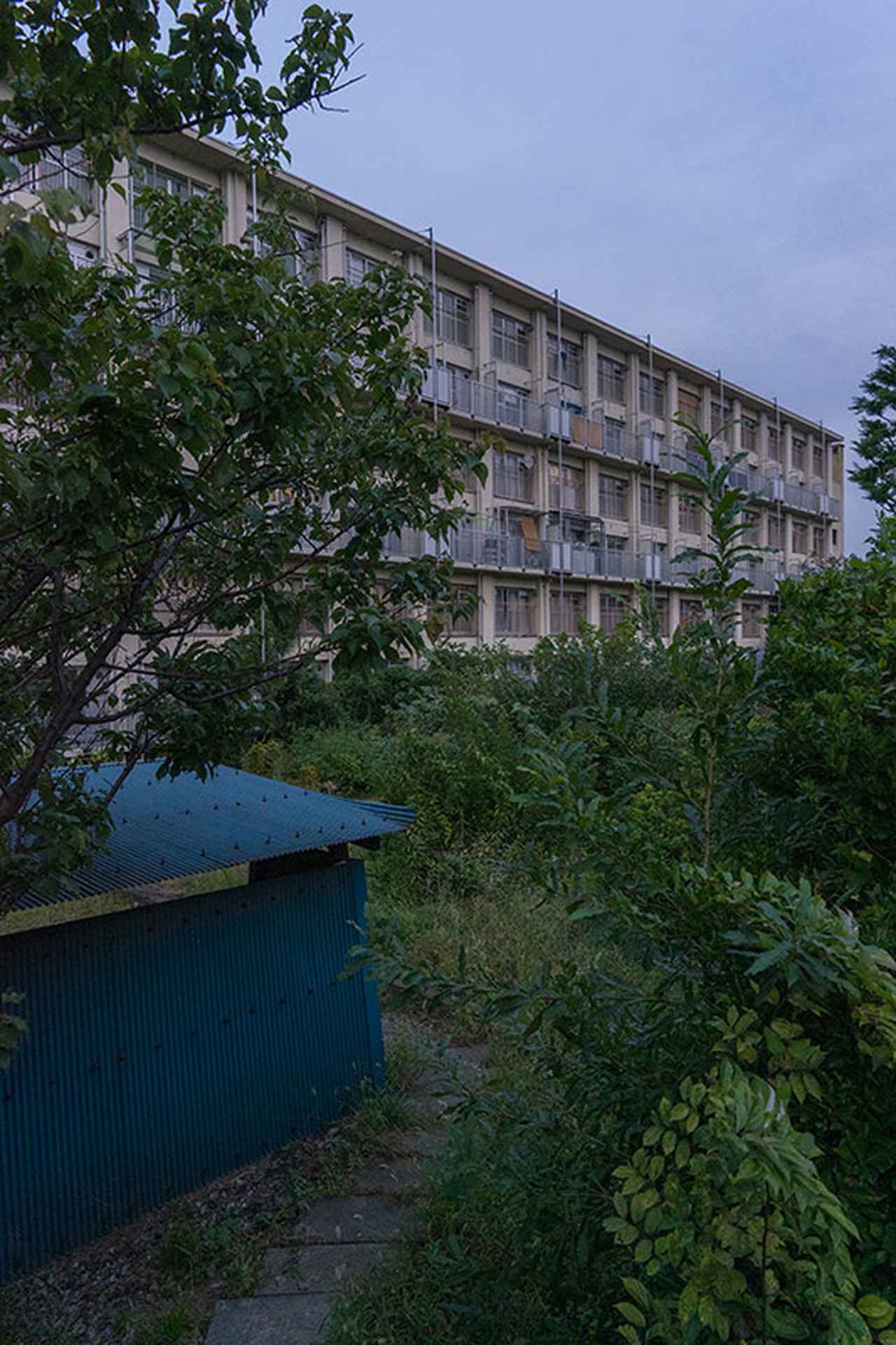 画像: 古い団地でよくあった、植栽が茂りすぎてジャングル状態になった景色です。川添がほとんど写真を撮っていなかったN-14号棟かもしれません