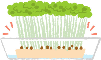 画像: ③水は豆の下、根の半分くらいまで