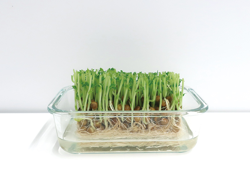 画像2: コツを覚えればかんたん! 豆苗の再生栽培のプロセス