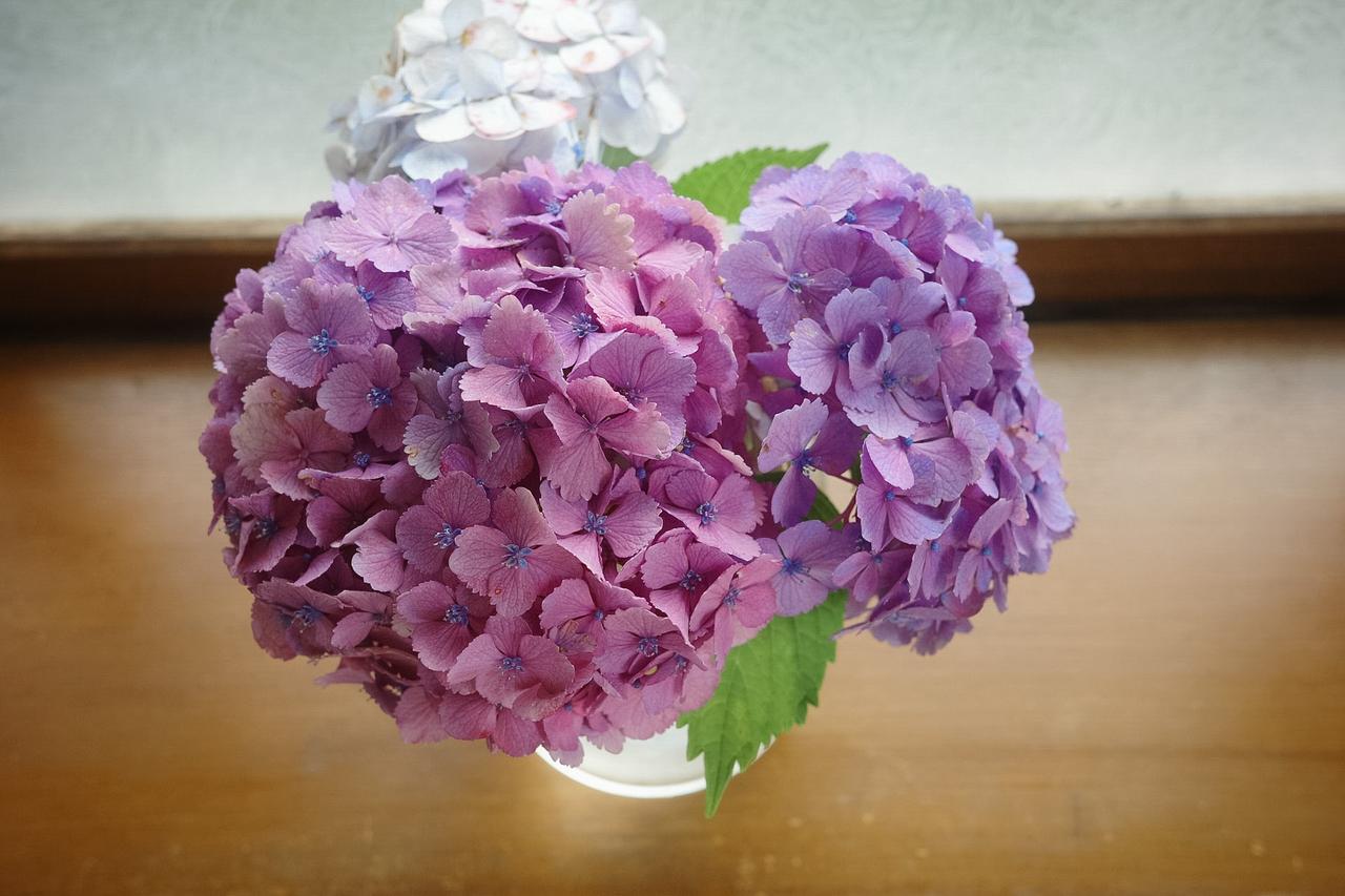 画像: 庭の紫陽花を手土産に
