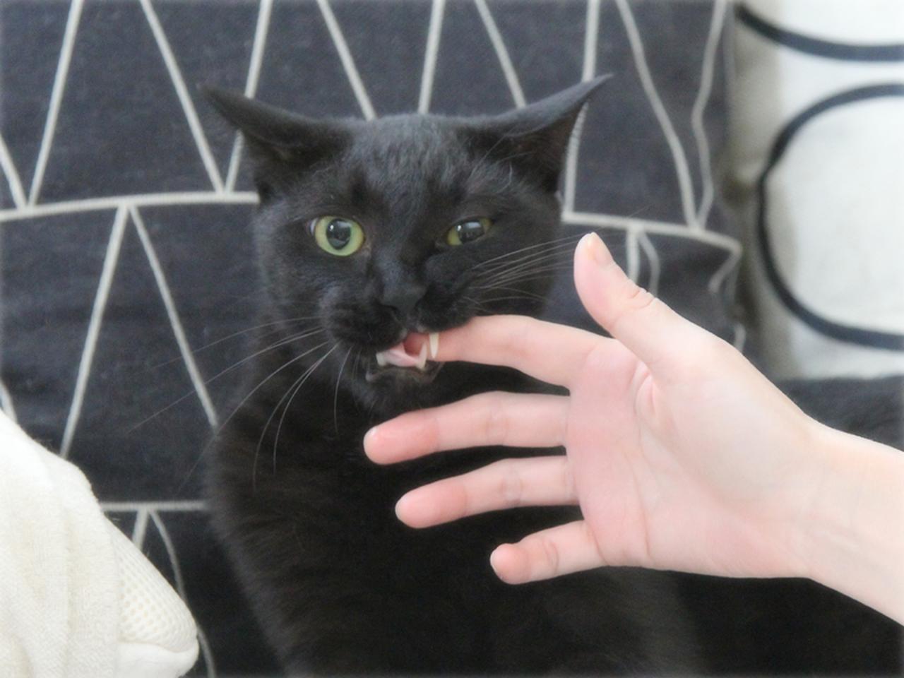 画像: つい甘噛みしちゃう、怖がりなユキ
