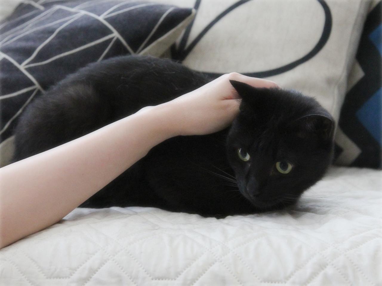 画像: 人の手がちょっと怖いユキ
