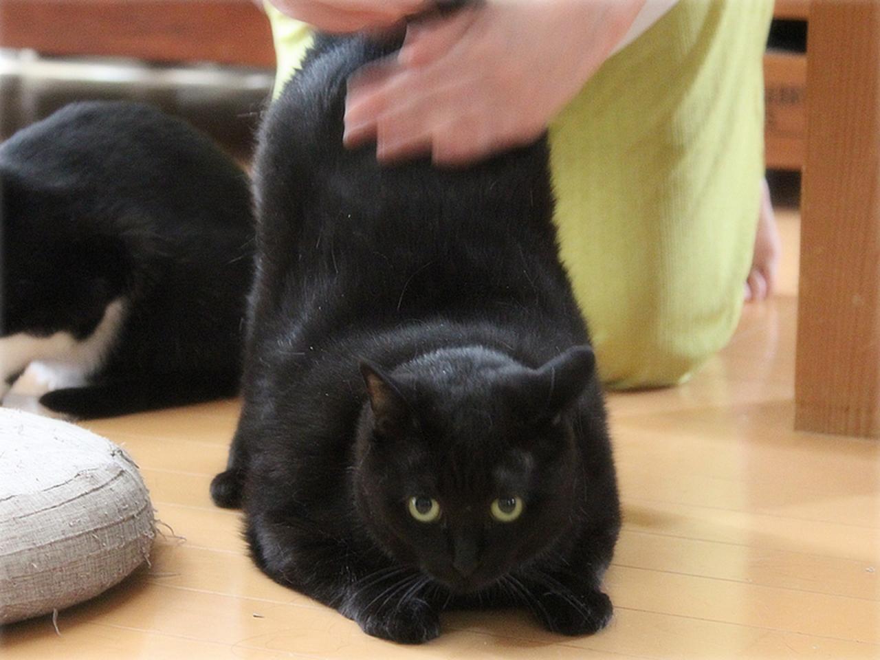画像: お尻を持ち上げて猫の山になるヨナ