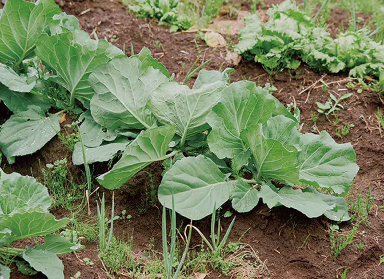画像: 元気に育つ、結球前のキャベツ。周りに植えた長ねぎは害虫よけにも